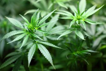 Pourquoi arrêter de fumer du cannabis ? - Wepsee